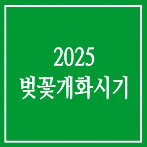 2025 벚꽃개화시기